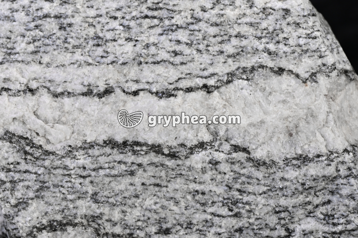 Migmatite - détail - gryphea.com